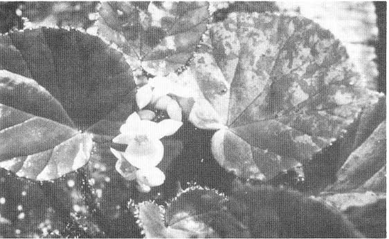 B. u033